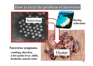 Oyster
Norovirus
Norovirus symptoms:
vomiting, diarrhea,
a low-grade fever, chills,
headache, muscle aches
During
cultivation
How to treat the problem of norovirusHow to treat the problem of norovirus
14
 