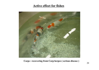 Carps : recovering from Carp herpes ( serious disease )
Active effect for fishes
20
 