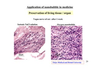 Vagus nerve of rat : after 1 week
Isotonic NaCl solution Oxygen nanobubble
Tokyo Medical and Dental University
Application of nanobubble in medicine
Preservation of living tissue / organ
29
 