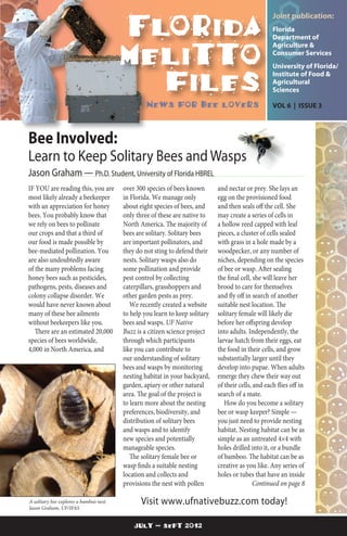 Florida
melitto
files
Bee Involved:
Learn to Keep Solitary Bees and Wasps
july – sept 2012
IF YOU are reading this, you are
most likely already a beekeeper
with an appreciation for honey
bees. You probably know that
we rely on bees to pollinate
our crops and that a third of
our food is made possible by
bee-mediated pollination. You
are also undoubtedly aware
of the many problems facing
honey bees such as pesticides,
pathogens, pests, diseases and
colony collapse disorder. We
would have never known about
many of these bee ailments
without beekeepers like you.
There are an estimated 20,000
species of bees worldwide,
4,000 in North America, and
and nectar or prey. She lays an
egg on the provisioned food
and then seals off the cell. She
may create a series of cells in
a hollow reed capped with leaf
pieces, a cluster of cells sealed
with grass in a hole made by a
woodpecker, or any number of
niches, depending on the species
of bee or wasp. After sealing
the final cell, she will leave her
brood to care for themselves
and fly off in search of another
suitable nest location. The
solitary female will likely die
before her offspring develop
into adults. Independently, the
larvae hatch from their eggs, eat
the food in their cells, and grow
substantially larger until they
develop into pupae. When adults
emerge they chew their way out
of their cells, and each flies off in
search of a mate.
How do you become a solitary
bee or wasp keeper? Simple —
you just need to provide nesting
habitat. Nesting habitat can be as
simple as an untreated 4×4 with
holes drilled into it, or a bundle
of bamboo. The habitat can be as
creative as you like. Any series of
holes or tubes that have an inside
Continued on page 8
Jason Graham — Ph.D. Student, University of Florida HBREL
over 300 species of bees known
in Florida. We manage only
about eight species of bees, and
only three of these are native to
North America. The majority of
bees are solitary. Solitary bees
are important pollinators, and
they do not sting to defend their
nests. Solitary wasps also do
some pollination and provide
pest control by collecting
caterpillars, grasshoppers and
other garden pests as prey.
We recently created a website
to help you learn to keep solitary
bees and wasps. UF Native
Buzz is a citizen science project
through which participants
like you can contribute to
our understanding of solitary
bees and wasps by monitoring
nesting habitat in your backyard,
garden, apiary or other natural
area. The goal of the project is
to learn more about the nesting
preferences, biodiversity, and
distribution of solitary bees
and wasps and to identify
new species and potentially
manageable species.
The solitary female bee or
wasp finds a suitable nesting
location and collects and
provisions the nest with pollen
Joint publication:
Florida
Department of
Agriculture &
Consumer Services
University of Florida/
Institute of Food &
Agricultural
Sciences
VOL 6 | ISSUE 3News for bee lovers
A solitary bee explores a bamboo nest.
Jason Graham, UF/IFAS
Visit www.ufnativebuzz.com today!
 