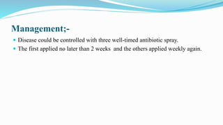 Management;-
 Disease could be controlled with three well-timed antibiotic spray.
 The first applied no later than 2 weeks and the others applied weekly again.
 