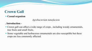 Crown Gall
 Casual organism
Agrobacterium tumefaciens
. Introduction:-
 Crown gall can affect a wide range of crops , including woody ornamentals,
tree fruits and small fruits.
 Some vegetable and herbaceous ornamentals are also susceptible but these
crops are less commonly affected.
 