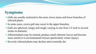 Symptoms
 Galls are usually restricted to the roots, lower stems and lower branches of
infected plants.
 In some cases, crown gall may occur in the upper branches.
 Galls are spherical, lumpy and rough, varying in size from 1/2 inch to several
inches in diameter.
 Affected plants may be stunted, produce small chlorotic leaves and become
more sensitive to environmental stresses (particularly winter injury).
 Severely infected plants may decline and eventually die.
 