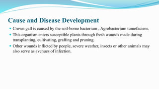 Cause and Disease Development
 Crown gall is caused by the soil-borne bacterium , Agrobacterium tumefaciens.
 This organism enters susceptible plants through fresh wounds made during
transplanting, cultivating, grafting and pruning.
 Other wounds inflicted by people, severe weather, insects or other animals may
also serve as avenues of infection.
 
