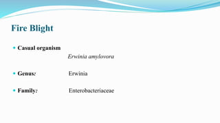 Fire Blight
 Casual organism
Erwinia amylovora
 Genus: Erwinia
 Family: Enterobacteriaceae
 