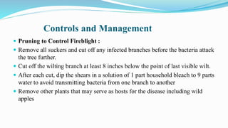 Controls and Management
 Pruning to Control Fireblight :
 Remove all suckers and cut off any infected branches before the bacteria attack
the tree further.
 Cut off the wilting branch at least 8 inches below the point of last visible wilt.
 After each cut, dip the shears in a solution of 1 part household bleach to 9 parts
water to avoid transmitting bacteria from one branch to another
 Remove other plants that may serve as hosts for the disease including wild
apples
 