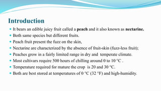 Introduction
 It bears an edible juicy fruit called a peach and it also known as nectarine.
 Both same species but different fruits.
 Peach fruit present the fuzz on the skin,
 Nectarine are characterized by the absence of fruit-skin (fuzz-less fruit);
 Peaches grow in a fairly limited range in dry and temperate climate.
 Most cultivars require 500 hours of chilling around 0 to 10 °C .
 Temperature required for mature the crop is 20 and 30 °C.
 Both are best stored at temperatures of 0 °C (32 °F) and high-humidity.
 