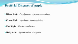 Bacterial Diseases of Apple
Blister Spot : Pseudomonas syringae pv.papulans
Crown Gall : Agrobacterium tumefaciens
Fire Blight : Erwinia amylovora
Hairy root : Agrobacterium rhizogenes
 