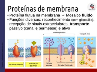 Proteínas de membrana
Imagem:
helbaidalino.wordpress.com
● Proteína flutua na membrana → Mosaico fluido
● Funções diversas: reconhecimento (com glicocálix),
recepção de sinais extracelulares, transporte
passivo (canal e permease) e ativo
 