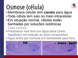 Osmose (célula)
● Membrana celular tem canais para água
● Toda célula tem sais no meio intracelular
● Em situação normal, células estão
banhadas por soluções isotônicas
Caso curioso:
● Paramécio vive livre em água doce (meio
hipotônico em relação ao meio intracelular)
● Água entra por osmose e é bombeada para fora
Imagem:
www.rocklin.k12.ca.us
 