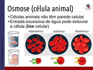 Osmose (célula animal)
● Células animais não têm parede celular
● Entrada excessiva de água pode estourar
a célula (lise celular)
Imagem:
cajalesygalileos.wordpress.com
 