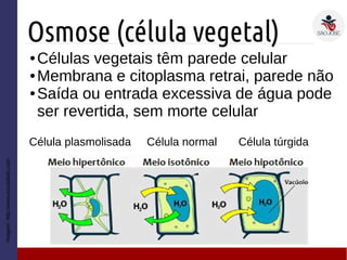 Osmose (célula vegetal)
● Células vegetais têm parede celular
● Membrana e citoplasma retrai, parede não
● Saída ou entrada excessiva de água pode
ser revertida, sem morte celular
Imagem:
http://www.escolakids.com
Célula túrgida
Célula normal
Célula plasmolisada
 