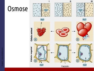 Osmose
Imagem:
www.netxplica.com
 