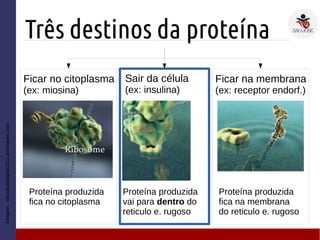 1EM #9 Organelas: produção de proteínas | PDF