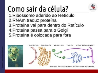 1EM #9 Organelas: produção de proteínas | PDF