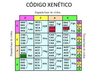 CÓDIGO XENÉTICO
 