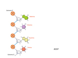 Extremo 5’



                  Adenina




              Citosina




                Guanina




              Timina
                            ACGT

 Extremo 3’
 