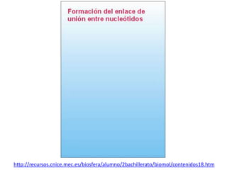 http://recursos.cnice.mec.es/biosfera/alumno/2bachillerato/biomol/contenidos18.htm
 