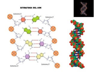 Estructura del ADN

   Extremo 5’
                                      Extremo 3’




                                  Extremo 5’
Extremo 3’
 