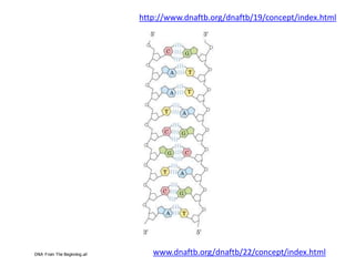 http://www.dnaftb.org/dnaftb/19/concept/index.html




DNA From The Beginning.url      www.dnaftb.org/dnaftb/22/concept/index.html
 