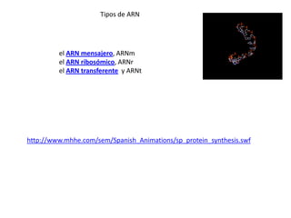 Tipos de ARN




         el ARN mensajero, ARNm
         el ARN ribosómico, ARNr
         el ARN transferente y ARNt




http://www.mhhe.com/sem/Spanish_Animations/sp_protein_synthesis.swf
 