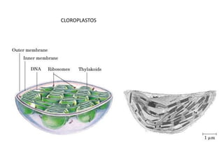 CLOROPLASTOS
 