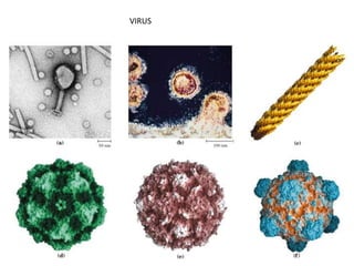 VIRUS
 