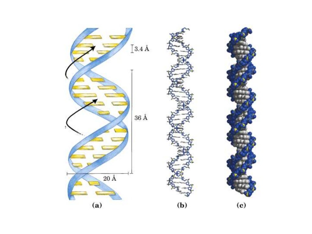 Как сделать кольцо из бисера днк схема плетения