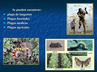 Se pueden encontrar:  plaga de langostas  Plagas forestales  Plagas médicas  Plagas agrícolas  