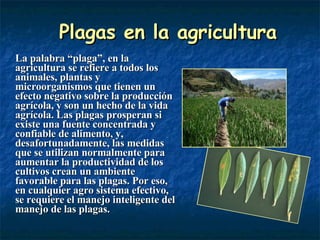 Plagas en la agricultura La palabra “plaga”, en la agricultura se refiere a todos los animales, plantas y microorganismos que tienen un efecto negativo sobre la producción agrícola, y son un hecho de la vida agrícola. Las plagas prosperan si existe una fuente concentrada y confiable de alimento, y, desafortunadamente, las medidas que se utilizan normalmente para aumentar la productividad de los cultivos crean un ambiente favorable para las plagas. Por eso, en cualquier agro sistema efectivo, se requiere el manejo inteligente del manejo de las plagas. 