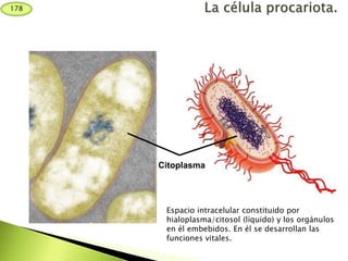 Citoplasma
Espacio intracelular constituido por
hialoplasma/citosol (líquido) y los orgánulos
en él embebidos. En él se desarrollan las
funciones vitales.
178
 