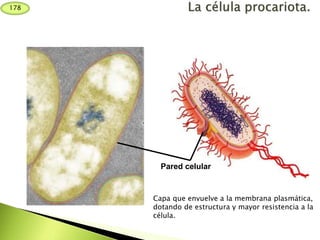 Capa que envuelve a la membrana plasmática,
dotando de estructura y mayor resistencia a la
célula.
Pared celular
178
 