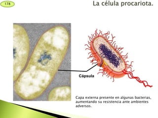 Capa externa presente en algunas bacterias,
aumentando su resistencia ante ambientes
adversos.
Cápsula
178
 