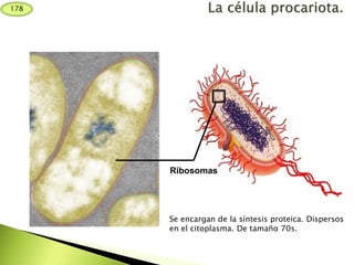 Se encargan de la síntesis proteica. Dispersos
en el citoplasma. De tamaño 70s.
Ribosomas
178
 