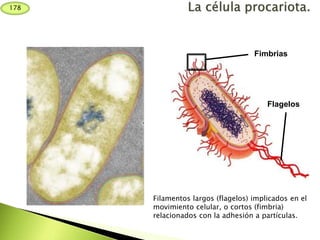 Filamentos largos (flagelos) implicados en el
movimiento celular, o cortos (fimbria)
relacionados con la adhesión a partículas.
Fimbrias
Flagelos
178
 