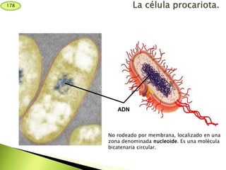 No rodeado por membrana, localizado en una
zona denominada nucleoide. Es una molécula
bicatenaria circular.
ADN
178
 