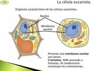 183
Nucleo
Orgánulo característico de las células eucariotas.
Presenta una membrana nuclear
con poros.
Cromatina: ADN asociado a
histonas. Al condensarse
constituye los cromosomas.
Membrana
nuclear
 