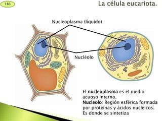 183
Nucleoplasma (líquido)
El nucleoplasma es el medio
acuoso interno.
Nucleolo: Región esférica formada
por proteínas y ácidos nucleicos.
Es donde se sintetiza
Nucléolo
 