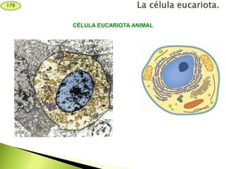 CÉLULA EUCARIOTA ANIMAL
179
 
