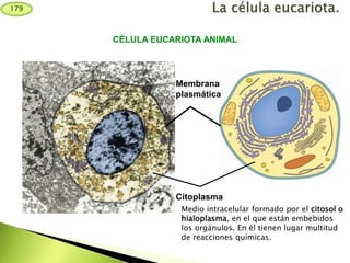 Membrana
plasmática
CÉLULA EUCARIOTA ANIMAL
Citoplasma
Medio intracelular formado por el citosol o
hialoplasma, en el que están embebidos
los orgánulos. En él tienen lugar multitud
de reacciones químicas.
179
 