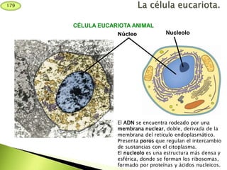 Núcleo Nucleolo
CÉLULA EUCARIOTA ANIMAL
El ADN se encuentra rodeado por una
membrana nuclear, doble, derivada de la
membrana del retículo endoplasmático.
Presenta poros que regulan el intercambio
de sustancias con el citoplasma.
El nucleolo es una estructura más densa y
esférica, donde se forman los ribosomas,
formado por proteínas y ácidos nucleicos.
179
 