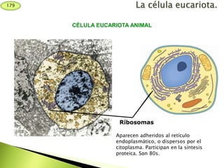 Ribosomas
CÉLULA EUCARIOTA ANIMAL
Aparecen adheridos al retículo
endoplasmático, o dispersos por el
citoplasma. Participan en la síntesis
proteica. Son 80s.
179
 