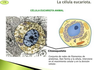 Citoesqueleto
Conjunto de redes de filamentos de
proteínas. Dan forma a la célula, interviene
en el movimiento celular y en la división
celular.
CÉLULA EUCARIOTA ANIMAL
179
 