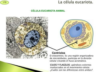 Centríolos
CÉLULA EUCARIOTA ANIMAL
O citocentros. Es una región organizadora
de microtúbulos, participa en la división
celular creando el huso acromático.
CILIOS Y FLAGELOS: apéndices externos
involucrados en el movimiento celular.
¿Cuáles son las diferencias entre ambos?
179
 