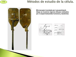 Microscopio inventado por Leeuwenhoeck.
Abajo se muestran algunos dibujos realizados
por él (espermatozoides humanos y bacterias)
175
 
