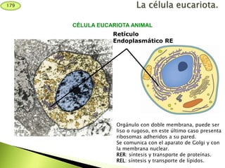 Retículo
Endoplasmático RE
CÉLULA EUCARIOTA ANIMAL
Orgánulo con doble membrana, puede ser
liso o rugoso, en este último caso presenta
ribosomas adheridos a su pared.
Se comunica con el aparato de Golgi y con
la membrana nuclear.
RER: síntesis y transporte de proteínas.
REL: síntesis y transporte de lípidos.
179
 