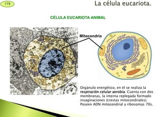 Mitocondria
CÉLULA EUCARIOTA ANIMAL
Orgánulo energético, en él se realiza la
respiración celular aerobia. Cuenta con dos
membranas, la interna replegada formado
invaginaciones (crestas mitocondriales).
Poseen ADN mitocondrial y ribosomas 70s.
179
 