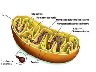 Proteínas de
membrana
 