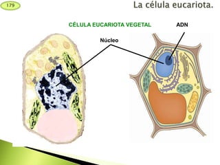 Núcleo
ADNCÉLULA EUCARIOTA VEGETAL
179
 