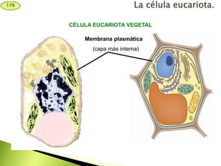 Membrana plasmática
(capa más interna)
CÉLULA EUCARIOTA VEGETAL
179
 